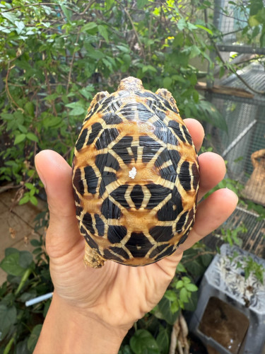 Indian star tortoise