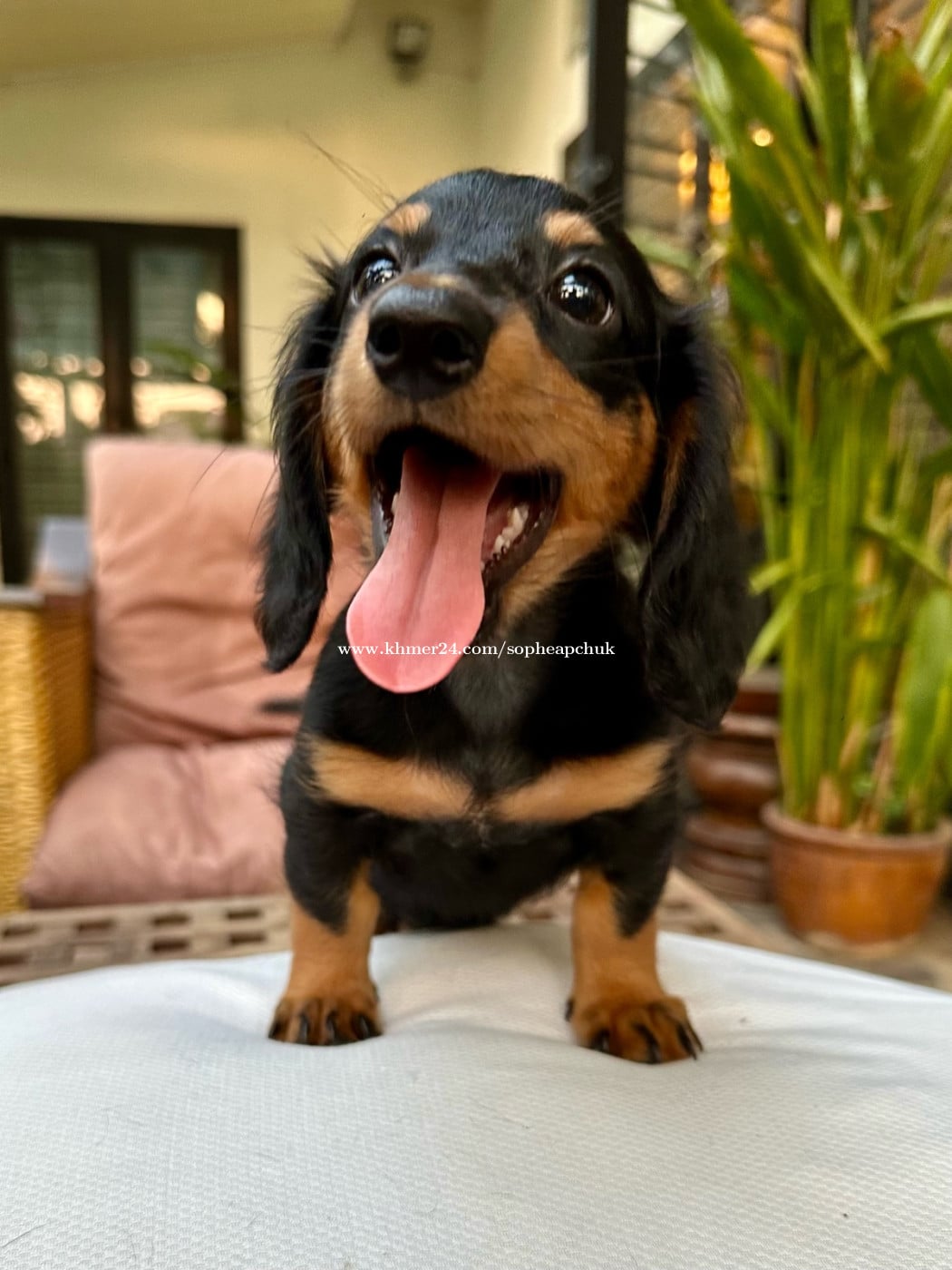 (SOLD) Dachshund Puppy girl for Sale – Purebred – Phnom Penh