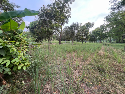 ដីលក់តម្លៃសមរម្យចរចារបាន