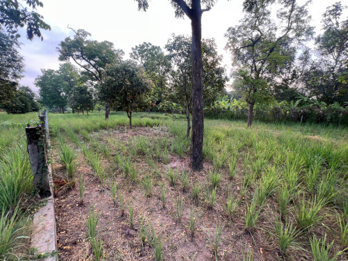 ដីលក់តម្លៃសមរម្យចរចារបាន