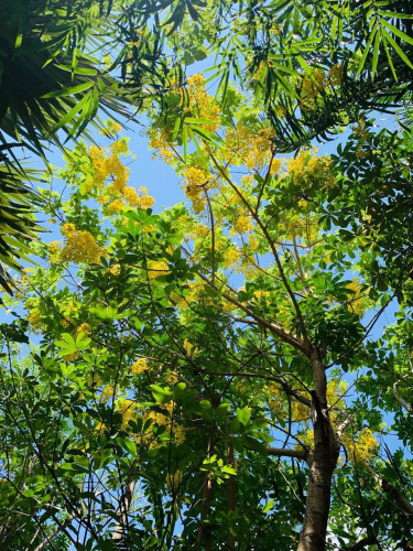 ផ្ទះលំហែនៅស្អាងលក់​ឬ ជួល