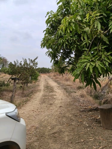 ដី ផ្ទះចំការលក់