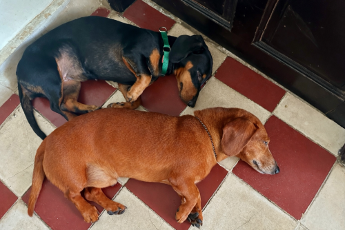 (SOLD) Dachshund Puppy girl for Sale – Purebred – Phnom Penh