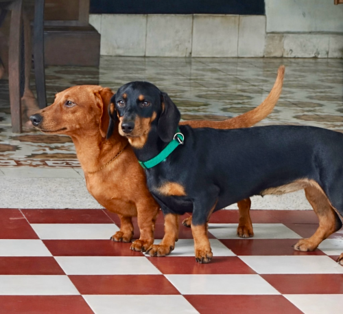 (SOLD) Dachshund Puppy girl for Sale – Purebred – Phnom Penh
