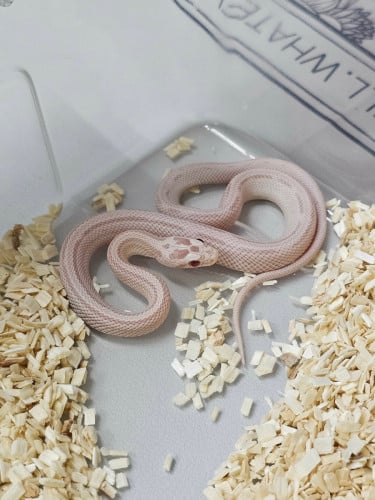 Corn snake snow ( stripe )