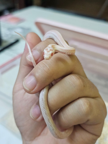 Corn snake snow ( stripe )