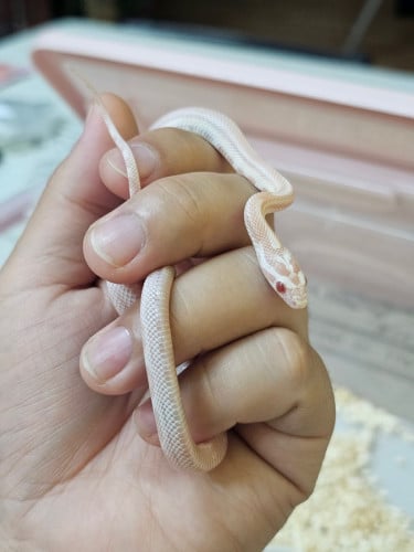 Corn snake snow ( stripe )