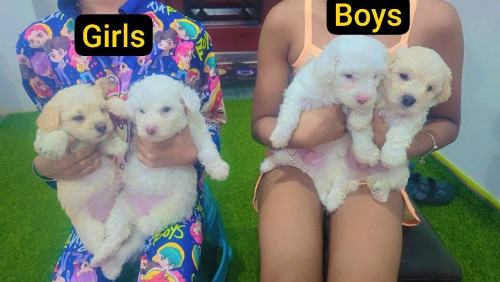 Toy poodle puppies