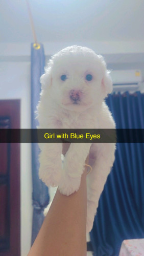 Toy poodle puppies