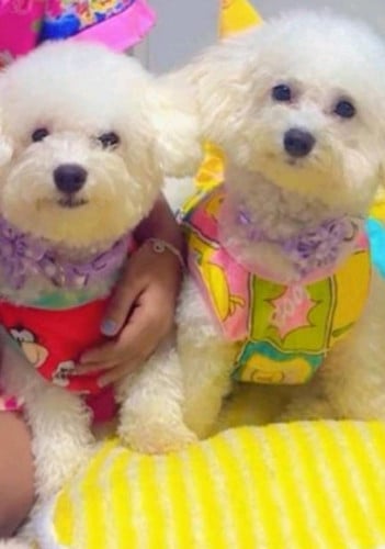 Toy poodle puppies