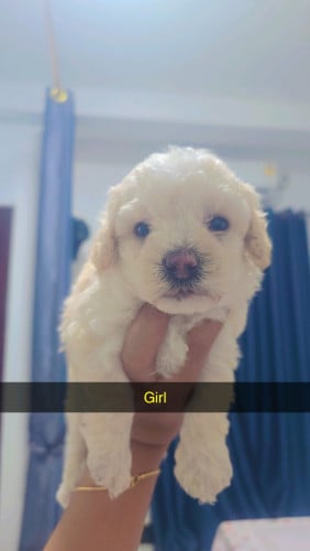 Toy poodle puppies