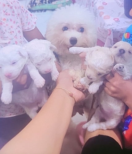 Toy poodle puppies