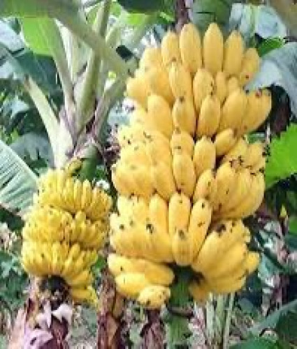 ត្រូវការដៃគូចែកចាយ