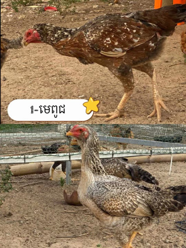 ពងមាន់ស្រែ សម្រាប់ភ្ញាស់