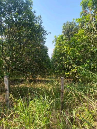 ដីលក់ក្រោមហាងឆេង
