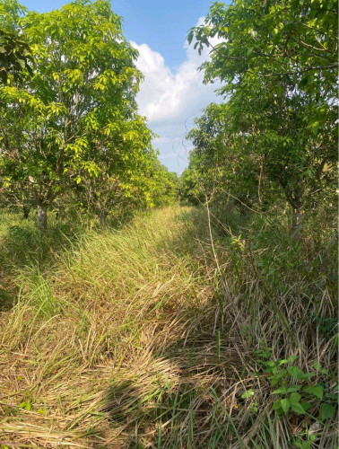 ដីលក់ក្រោមហាងឆេង
