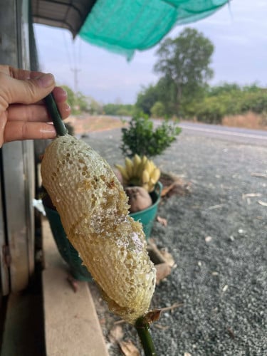 ទឹកឃ្មុំព្រៃធម្មជាតិសុទ្ធ 100%