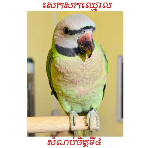សេកសក​កម្ពុជា​🇰🇭
