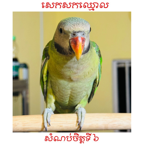 សេកសក​កម្ពុជា​🇰🇭