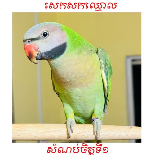 សេកសកកម្ពុជា🇰🇭