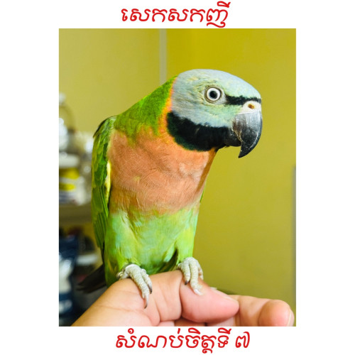 សេកសក​កម្ពុជា​🇰🇭