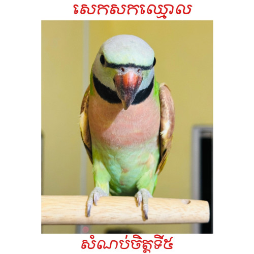 សេកសក​កម្ពុជា​🇰🇭