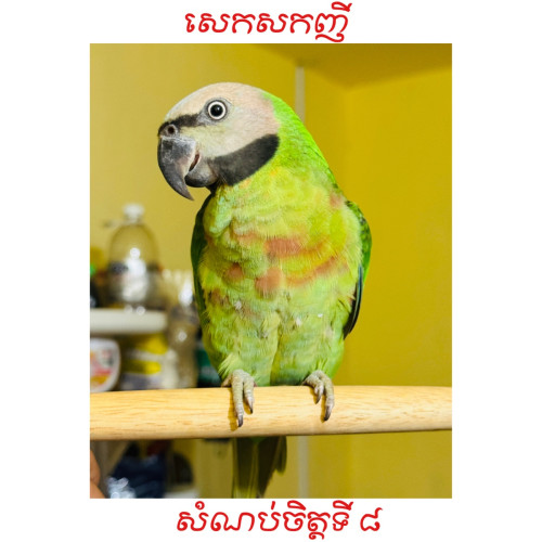 សេកសក​កម្ពុជា​🇰🇭