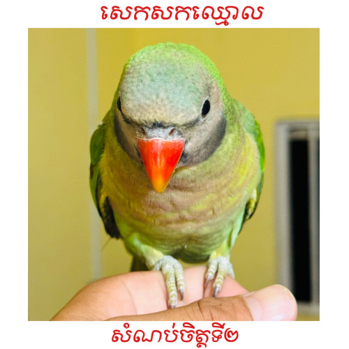 សេកសក​កម្ពុជា​🇰🇭