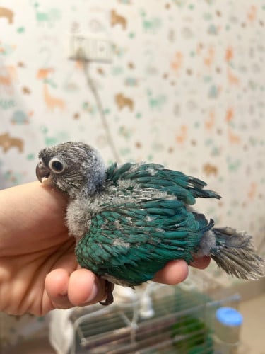 Blue green cheek