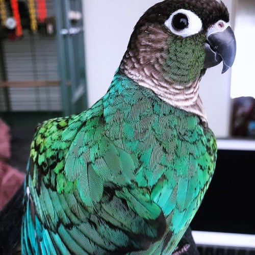 Blue green cheek