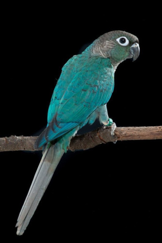 Blue green cheek