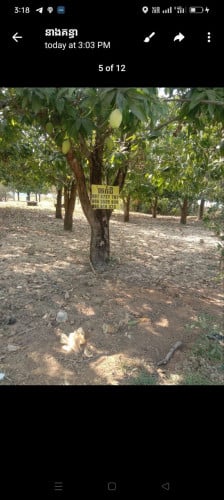 ដីលក់