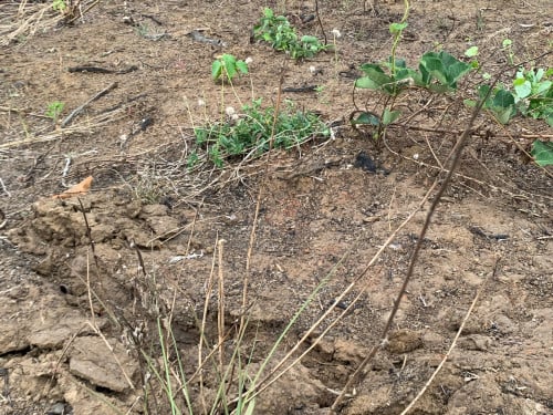 ដីចំការក្រុងលក់តំលៃពីស៣ស