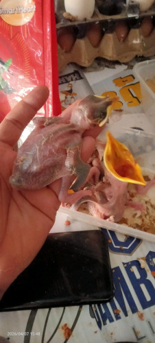 កូនសារិកាកែវ វង