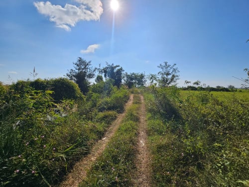 ដីស្រែលក់