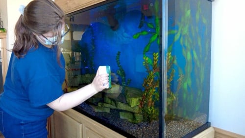 Cleaning fish tank service