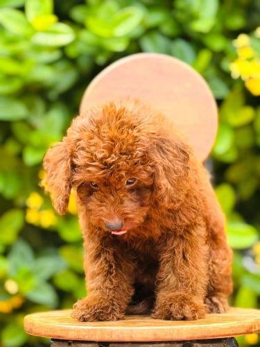 Toy Poodle Breed