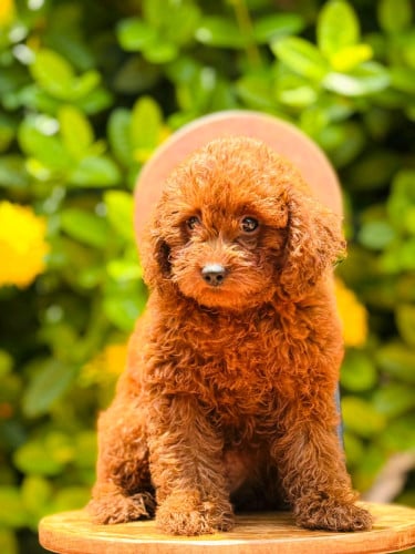 Toy Poodle Breed
