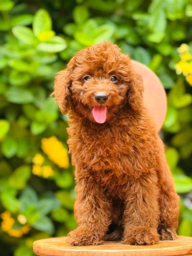 Toy Poodle Breed