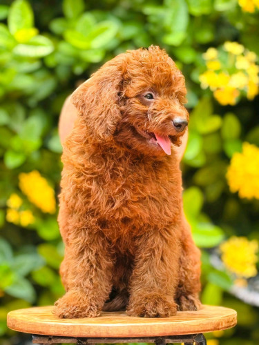 Toy Poodle Breed