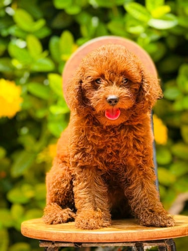 Toy Poodle Breed