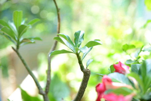 លក់ nikon D600 &lan24.70 f2.8