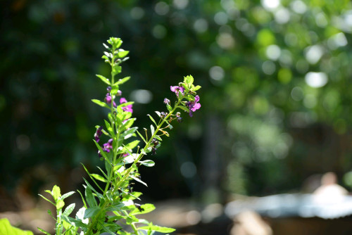 លក់ nikon D600 &lan24.70 f2.8