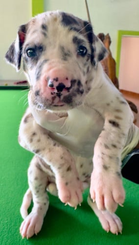 កូនGreat Dane កើតក្នុងស្រុកអាយុ25ថ្ងៃហើយស្រលាញ់អាចកក់ទុកបាន