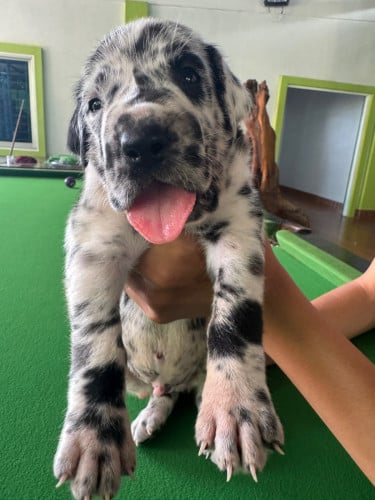 កូនGreat Dane កើតក្នុងស្រុកអាយុ25ថ្ងៃហើយស្រលាញ់អាចកក់ទុកបាន