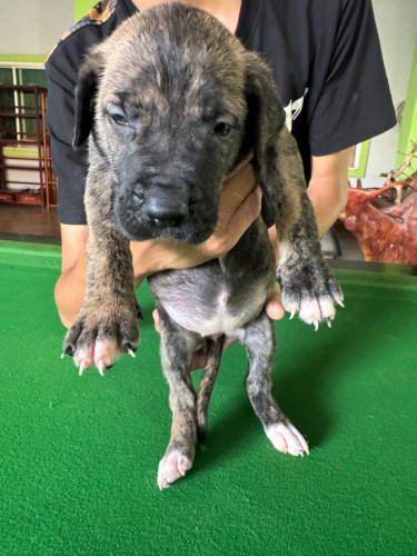 កូនGreat Dane កើតក្នុងស្រុកអាយុ25ថ្ងៃហើយស្រលាញ់អាចកក់ទុកបាន