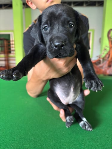 កូនGreat Dane កើតក្នុងស្រុកអាយុ25ថ្ងៃហើយស្រលាញ់អាចកក់ទុកបាន
