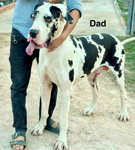 កូនGreat Dane កើតក្នុងស្រុកអាយុ25ថ្ងៃហើយស្រលាញ់អាចកក់ទុកបាន