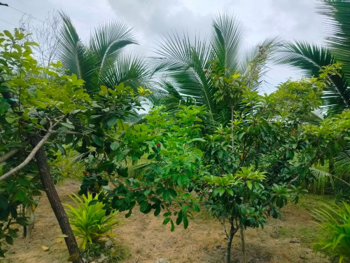 ដីលក់បន្ទាន់