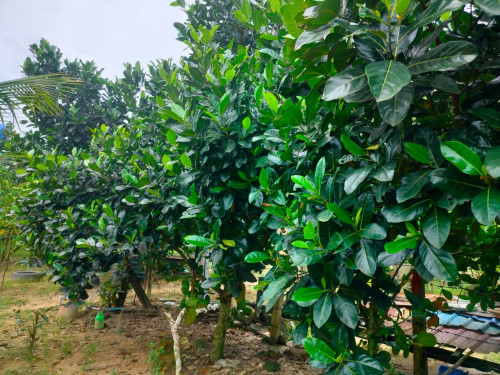 ដីលក់បន្ទាន់